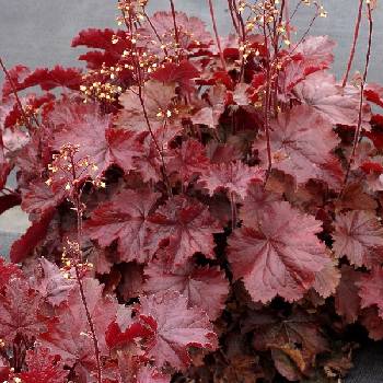 Гейхера Heuchera ‘Northern Exposure Red’